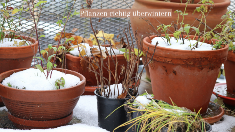 Pflanzen richtig überwintern