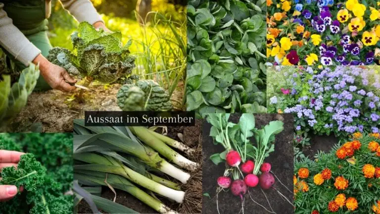 Aussaat im September