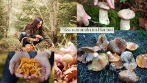 Mehr über den Artikel erfahren Pilze sammeln