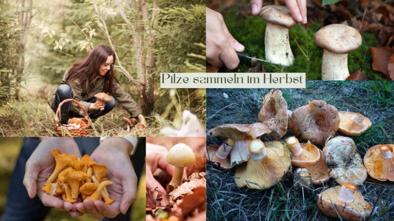 Pilze sammeln